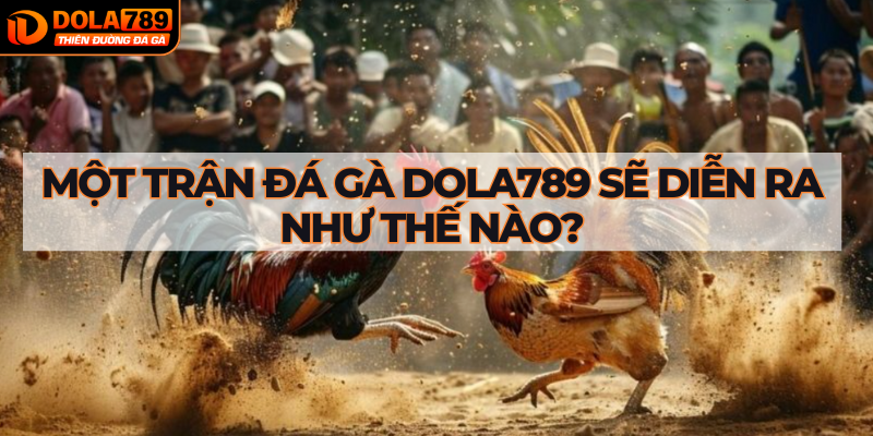 Một trận đá gà DOLA789 sẽ diễn ra như thế nào?