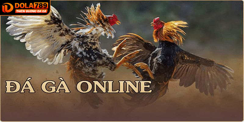 Những loại hình đá gà DOLA789 hấp dẫn nhất hiện nay