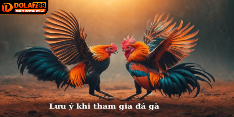 Bí kíp cá cược đá gà DOLA789 giúp thắng lớn