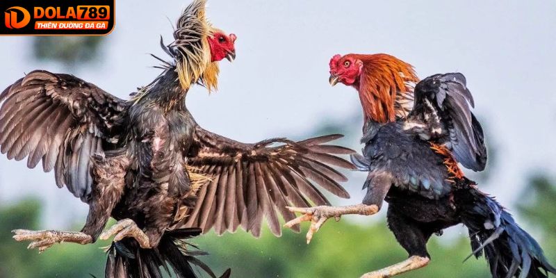 Quy định, luật trong đá gà Campuchia