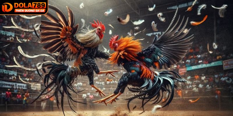 Các soi kèo đá gà hôm nay hiệu quả