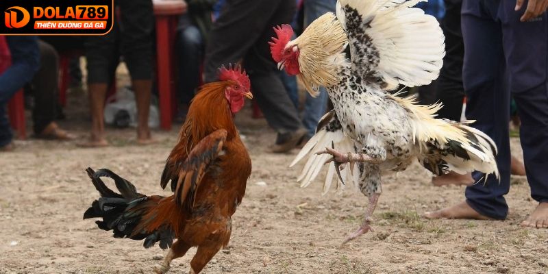 Bí quyết giúp chọn kèo đá gà hôm nay