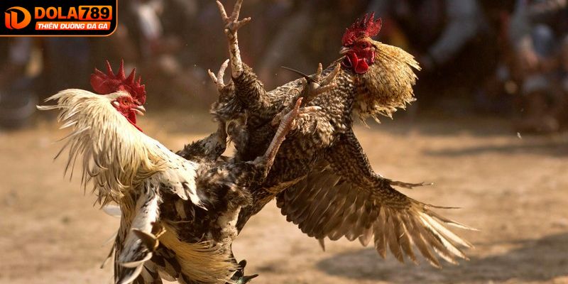 Nhận định riêng từng trận đấu