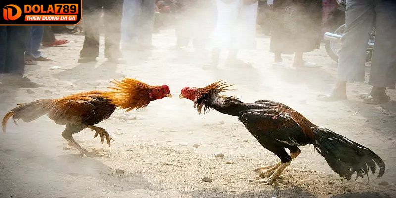 Phương pháp chơi đá gà hôm nay an toàn