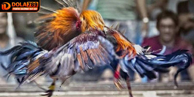 Đá gà Thomo có nguồn gốc từ các trường gà tại Campuchia