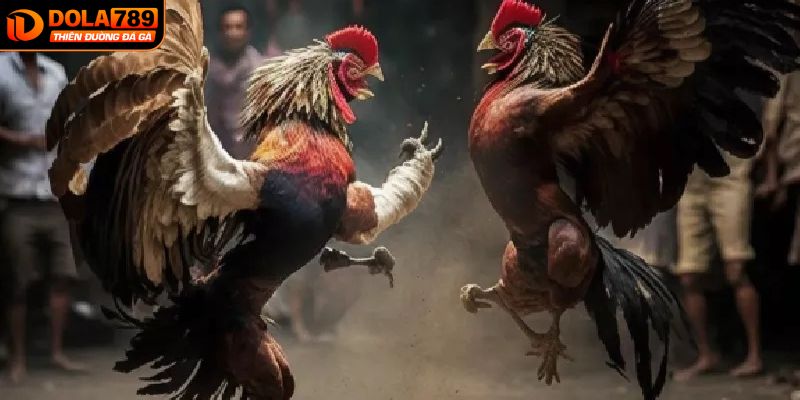 luật chơi dá gà thomo