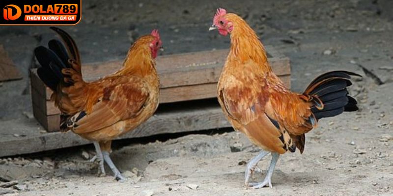 Hiểu rõ đá gà đòn là gì để gia tăng xác suất chiến thắng