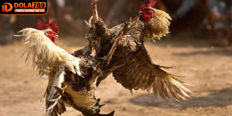 Theo dõi thành tích của các chiến kê là mẹo cá cược hiệu quả