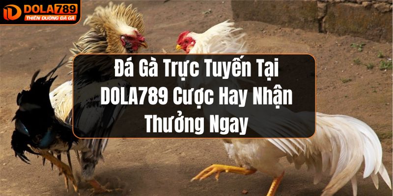 Đá gà trực tuyến tại Dola789