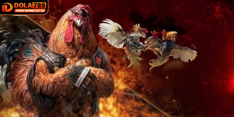 Nhận ngay ưu đãi hấp dẫn khi tham gia đá gà trực tuyến