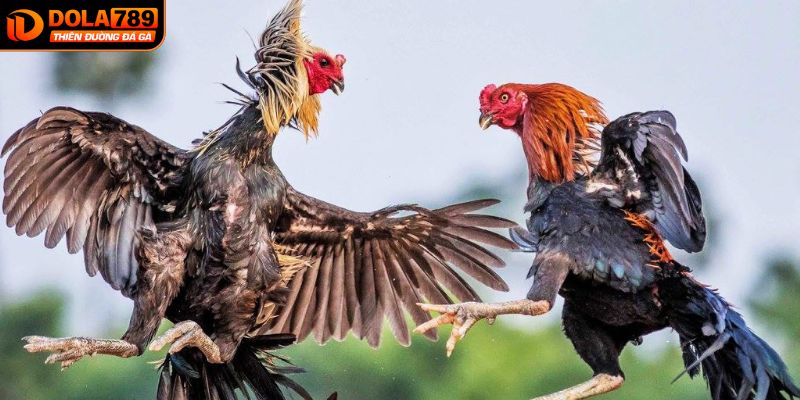 Phân tích chiến kê và tỷ lệ cực để tăng cơ hội thắng