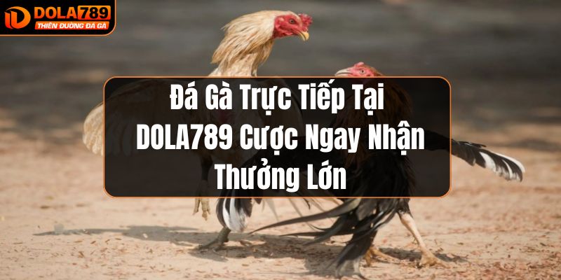 Đá gà trực tiếp tại Dola789