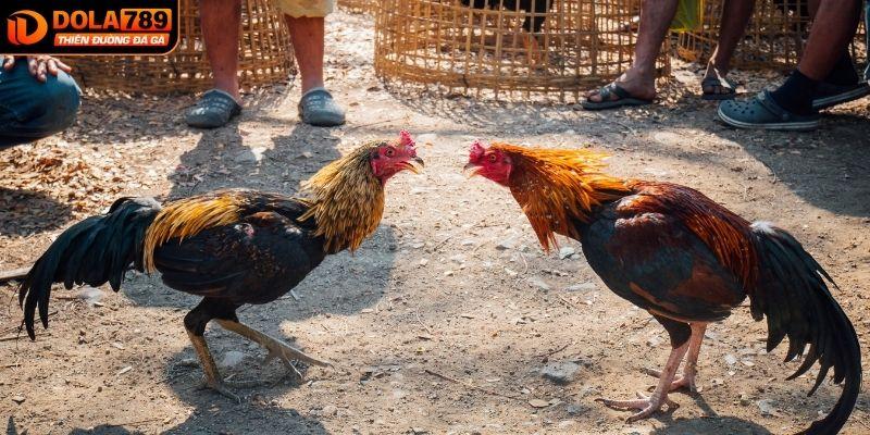 Các hình thức đá gà trực tiếp phổ biến tại DOLA789