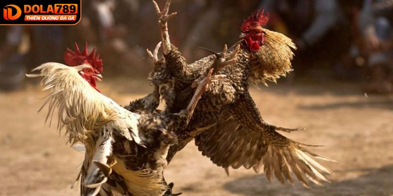 Đá gà cựa dao cựa sắt mang tới sự gay cấn và hồi hộp