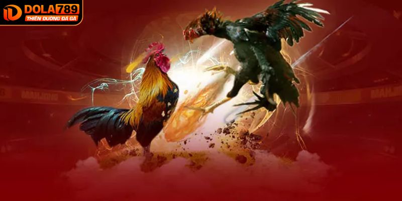 Đá gà cựa dao cựa sắt mang tới sự gay cấn và hồi hộp