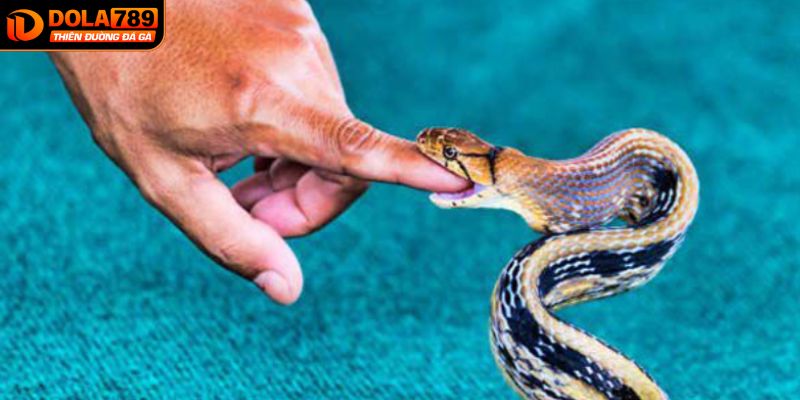Chiêm bao thấy rắn có ý nghĩa gì?