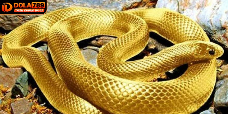 Màu sắc rắn tương ứng với từng con số riêng biệt